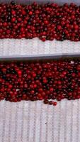 Processing of sorting berry. Cherry in sorting and processing machines Vertical video