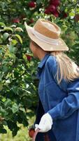 Smiling young woman in straw hat and gloves picks apples from tree. Lady takes fruit from branch and puts in into a little basket. Vertical video