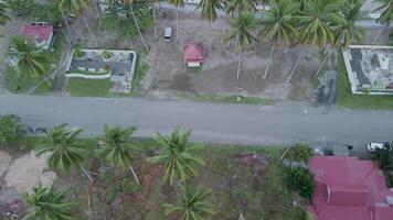 Aerial View of Tropical Coastline with Palm Trees and Ocean video