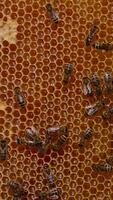 Beautiful yellow frame with honeycombs partially sealed with wax covers. Some bees are staying still, some moving by the frame. Close up. video