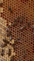 Fresh liquid organic honey sparkling in the cells of honeycombs. Industrious bees crawling by the surface of frame sealing the full cells. Close up. video