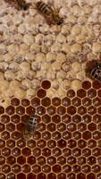 Half-sealed honeycombs with some bees on top. Insects working hard to seal the full cells with wax covers. Close up. video