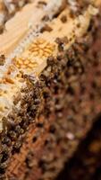 Wooden frames stacked closely to each other in the hive. Bee family crawling inside the opened hive working. Close up. Blurred backdrop. video