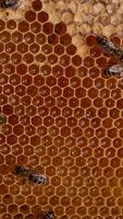 Few bees on top of the light honeycombs filled with healthy honey. Working insects sealing the cells with wax. Close up. video