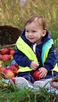 Sweet happy kid sits on the grass surrounded by red apples. Baby boy in warm clothes looks at big red apple with interest. Child in the nature background. Vertical video