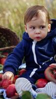 Baby boy playing with red apples scattered around. Little kid touching fruit and looking at them with interest. Blurred nature backdrop. Vertical video
