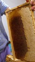 Male apiarist uses electric spatula for opening wax cells. Sealed frames are being opened for honey extracting. Vertical video