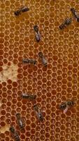 Beautiful yellow honeycombs filled with liquid shiny organic honey. Some of the cells are already sealed. Bees crawl by the frame. Vertical video