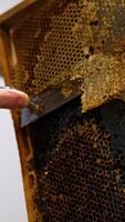 Male hands using the knife to uncover the sealed honeycombs. Apiculturist preparing frames for loading into centrifuge and honey extraction. Low angle view. Vertical video