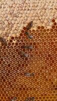 Honey frame with half-sealed honeycombs ready for honey harvesting. Some bees crawling by the wax cells. Close up. Vertical video