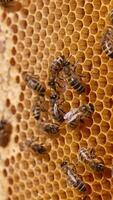 A frame with light wax honey combs and some bees walking by them. Half of the frame is sealed. Frame ready for honey extraction. Close up. Vertical video