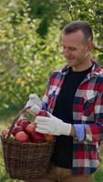 Smiling male farmer has gathered full basket of ripe apples. Man rejoices about the harvest in his orchard, he takes apples and boasts them to the camera. Vertical video