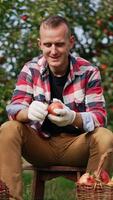 Happy mid-aged Caucasian farmer sitting on a tabouret in the garden. Smiling man looks at red apples he picked into the baskets. Vertical video