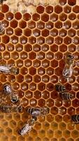 Honey insect working on the frame producing healthy product. Fresh yellow organic honey sparkling in the cells. Close up. Vertical video