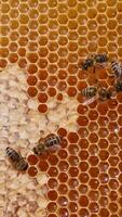Industrious bees sealing the cells filled with fresh organic honey. Yellow honeycombs with shiny honey close up. Vertical video