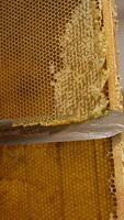 Cutting the tops on the wax cells. Uncovering the honeycombs for easier honey extraction at centrifuge machine. Low angle view. Vertical video