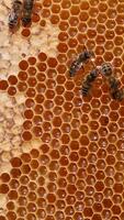 Some bees crawl by the honeycombs full of shiny liquid honey. Healthy organic product in the honey frames. Close up. Vertical video