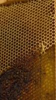 Male hands holding a frame full of honey. Apiarist cutting off the covers from the honeycombs. Getting ready for honey extraction. Vertical video