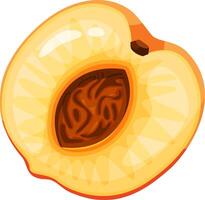 Peach cut in half with visible seed, showing the juicy yellow flesh and the details of the seed inside, perfect for representing summer, freshness and healthy eating vector