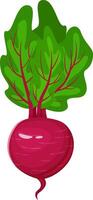 Fresh beet with large green leaves growing in fertile soil, a healthy and delicious root vegetable perfect for salads and other culinary creations vector