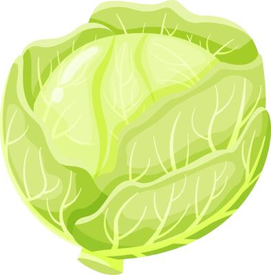 Vibrant illustration of fresh green cabbage highlighting detailed leaf texture and natural patterns, emphasizing the vegetable's organic freshness and healthy appeal