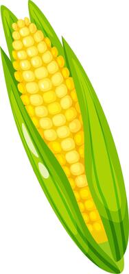 Ripe corn cob, partially covered by vibrant green leaves, reveals a close up view of plump kernels, highlighting the freshness and natural beauty of the maize