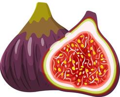 Cartoon illustration featuring a whole fresh fig alongside a halved fig, revealing its vibrant red pulp filled with tiny seeds, all set against a crisp white background vector