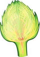 Detailed cross section of an artichoke revealing its intricate internal structure, with tightly packed leaves and delicate fibrous textures highlighting the heart of the edible thistle vector