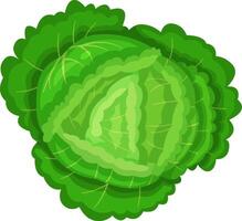 Top view of a vibrant green cabbage, showcasing its intricate leaf patterns and lush color. Perfect for illustrating freshness, healthy eating, and natural produce themes vector
