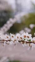 Flowers with white petals of a cherry branch. Blossom tree branch in spring time on blur background. Close-up. Vertical video