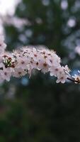 Cherry branch with flowers in spring bloom. Beautiful tree branch with cherry blossoms. Lovely white flowers on a tree. Blurred background. Vertical video