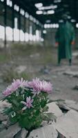Beautiful flowers grow in abandoned place. Bunch of flowers in stones on the background of a man in protective suit in ruined place. Environment in danger. Vertical video