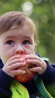 little toddler trying to bite a big red apple. Baby boy sitting in the nature with a fruit in his hands. Blurred backdrop. Vertical video