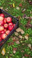 Fresh red apples picked up from trees in three boxes standing on the grass. Fruit from new harvest in the garden. Top view. Vertical video