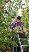 Old farmer standing on the rung ladder with box of apples on top. Busy man gathering fruit harvest in his garden. Vertical video