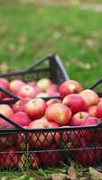 Two full boxes of ripe red apples on the green grass. Man comes up and puts one more box nearby. Blurred backdrop. Vertical video