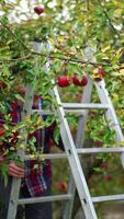 Old man climbing a step-ladder installed near the apple tree. Farmer prepares to pick up apples of fresh new harvest. Vertical video