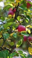 Autumn harvesting season in the apple orchard. Tree branches with delicious ripe fruit ready for gathering. Lose up. Vertical video