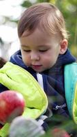 One year old toddler takes a big red apple to his mouth. Little kid enjoying nature and harvest in autumn season. Blurred backdrop. Vertical video