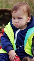 Lovely toddler in warm sport suit and vest sitting on the grass. Ripe red apples on the plaid beside the kid. High grass at backdrop. Vertical video