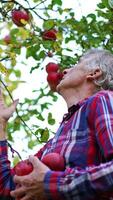 Grey-haired man in checkered shirt picks red apples from a tree. Season of fruit harvesting in the garden. Blurred backdrop. Vertical video