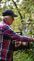 Picking apples from a young apple tree. Old farmer gathers fruit looking at it carefully and then puts them into the box. Vertical video