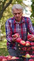 Looking over the red ripe apples after picking them from trees. Adult man checking the fruit put into boxes. Vertical video