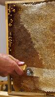 Uncovering the sealed wax cells full of honey. Apiarist opens the frames with electric device for extracting honey. Vertical video