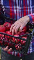Unrecognized old man looking over the apples in the box. Farmer checking up apples he picked up from the trees. Blurred backdrop. Vertical video