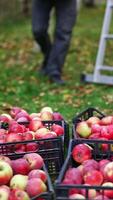 Plastic boxes of ripe red apples on the ground. Man brings one more box and checks the fruit there. Blurred backdrop. Vertical video