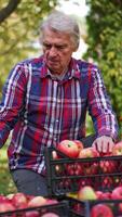 Man in checkered shirt sorting the apples after picking. Apples gathered in the plastic boxes on the ground in the garden. Vertical video