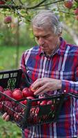 Farmer looking through the apples gathered into the box. Man smells the ripe fruit and shows one to the camera. Vertical video
