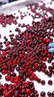 Workers control the quality of cherry. Cherries in sorting and processing machines Vertical video