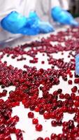 Cherry in sorting process. Red ripe cherries on a wet conveyor belt in a packing warehouse Vertical video